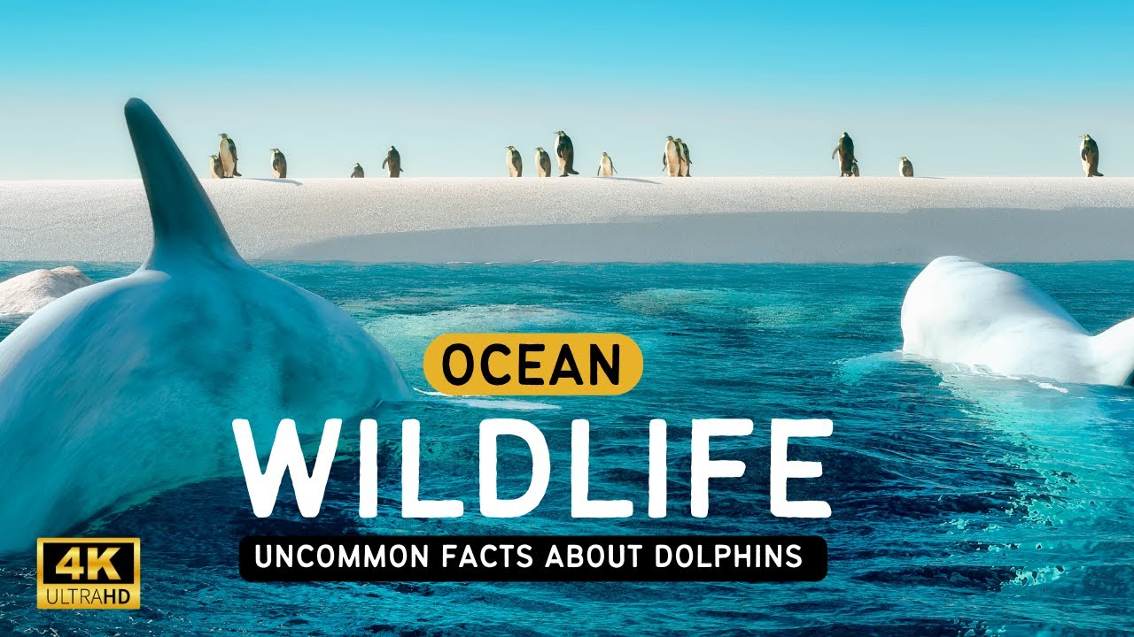 "The Secret Life of Dolphins: Amazing Facts You Never Knew" - YouTube