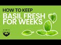 How to Keep Basil Fresh for Weeks