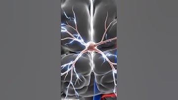 🎬 AI Video Prompt (English – Professional for Google AI / Veo3 / Runway):