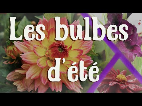 Vidéo: Fleurs de bulbes