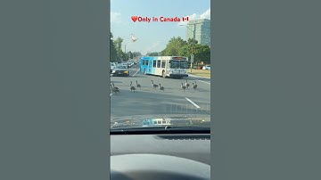 Geese crossing only in #Canada 🇨🇦 #canadageese #summerrituals