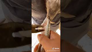 How To Remove The Spurs On Your Roosters
