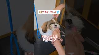 ど素人にトリミングされるワンコ🐶【シーズー犬】#Shorts