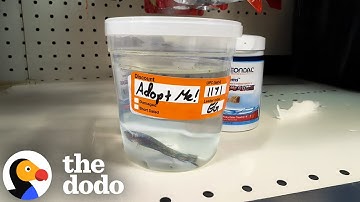 Dying Betta Fish Saved From Pet Store | The Dodo