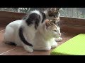 A very patient mother cat with 5 crazy active kittens 