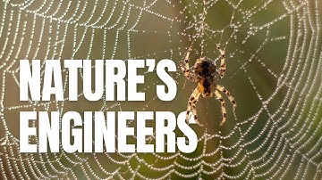 The Amazing Science Behind Spider Webs
