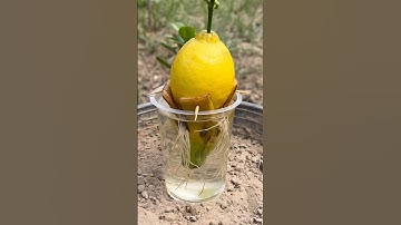 Lemon growing tricks in our garden 🪴 #lemon #gardening #trendingshortsvideo