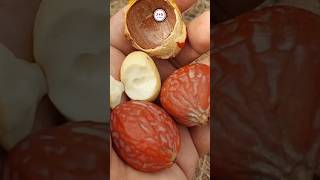 Beautiful Closeup View of Betel Nuts Like You've Never Seen Before!