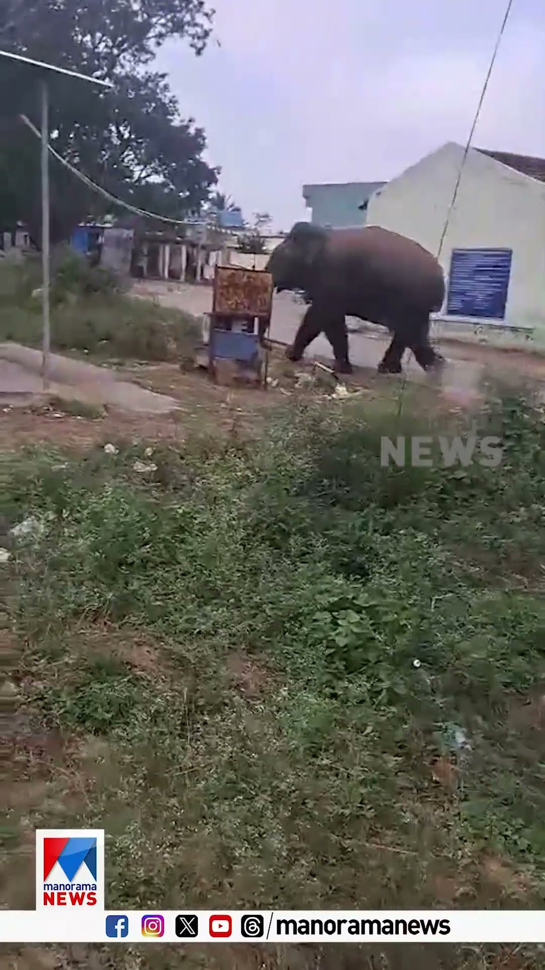 ആനയ്ക്ക് മുന്നില്‍ സെല്‍ഫിയെടുക്കാന്‍ ശ്രമിച്ചു; യുവാവ് രക്ഷപ്പെട്ടത് തലനാരിഴയ്ക്ക് | Selfie