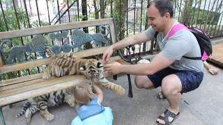 Ялтинский зоопарк -кормление медведей, львов ,тигров (Yalta zoo feeding bears lions tigers)