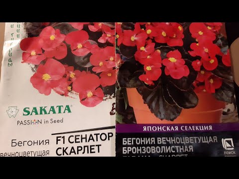Бегония вечноцветущая СКАРЛЕТ - сравниваю всхожесть семян двух производителей