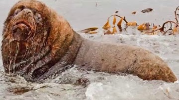 TOP 10 LOÀI ĐỘNG VẬT THÔNG MINH HƠN CON NGƯỜI