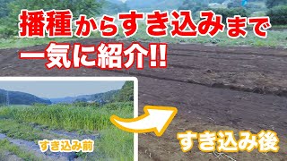 有機栽培に欠かせない緑肥を使った土作り！ソルガムの播種からすき込みの様子を紹介