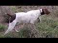 Pheasant Hunting with German Shorthaired Pointer (GoPro)