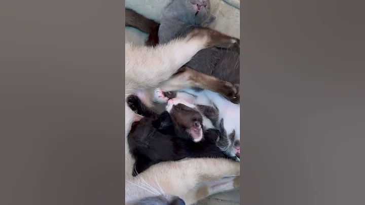 Watch the video about 😽Sleepy babies😻