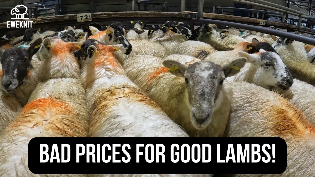 TOUGH DAY AT THE MART OUR WORST LAMB PRICES THIS YEAR YouTube