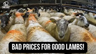 TOUGH DAY AT THE MART  OUR WORST LAMB PRICES THIS YEAR