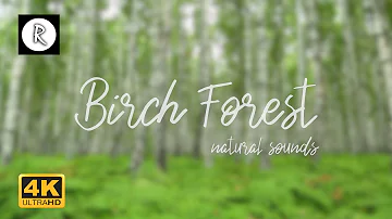 Gentle Breeze, Birch Forest - Wind, Rustling Leaves & Birds, Nature Sounds for Meditation & Yoga