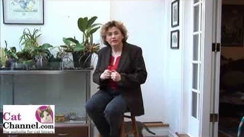 Cat Clicker Training Lesson 1: Introduction - CatChannel.com