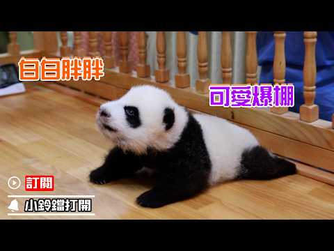 《熊貓早晚安》熊貓飼養員的養崽成果展示 | iPanda熊貓頻道