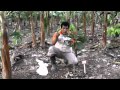 4ta CacaoTIC: "Abonamiento y fertilización de Cacao Fino de Aroma" - Parte 1 de 3