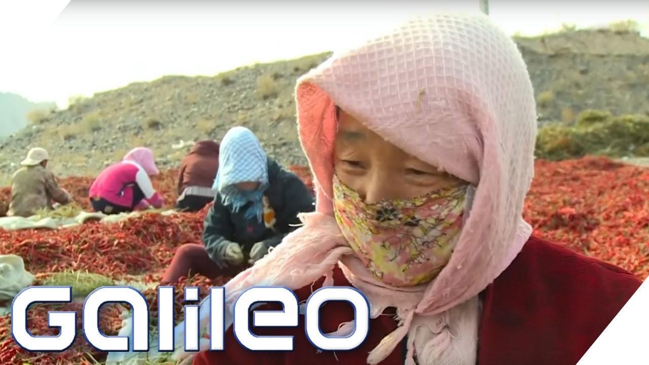 Der vermutlich schärfste Arbeitsplatz: Chili-Ernte extrem | Galileo | ProSieben