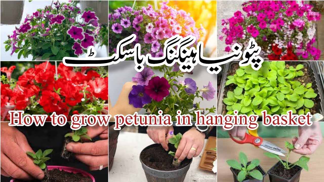 how to plant petunia in hanging baskets YouTube