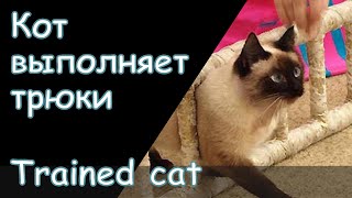 Для тех, кто хочет дрессировать кошек - дрессированный котик