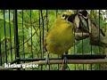 Masteran Pleci Bongkar Isian Terapi Pleci Bahan Cepat Gacor Mp3 - Mp4 Download