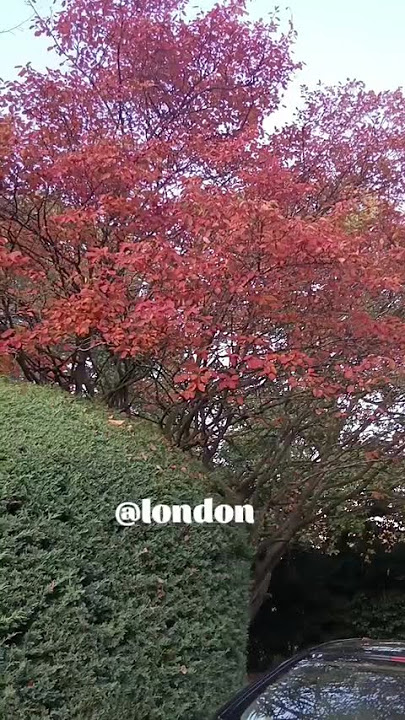 @LONDON#VIRALVIDEO #automobile #lifeisbutadream