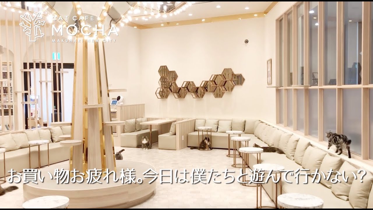 猫カフェMOCHA トレカ　幕張新都心 猫カフェMochaイオンモール幕張新都心店（千葉） (@mocha