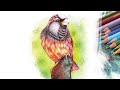 How to draw a realistic bird using coloured pencils  step by step drawing tutorial