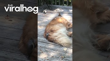 Bird Collects Fur From The Sleeping Source || ViralHog