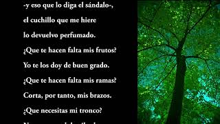 DICE EL ÁRBOL de Manuel Benítez Carrasco🎶 guitarra Paco de Lucía#pacodelucia #aranjuez #poemas