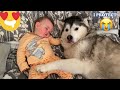 Baby Only Falls Asleep When She’s With Her Husky!!😭. [CUTEST CLIP EVER!!]