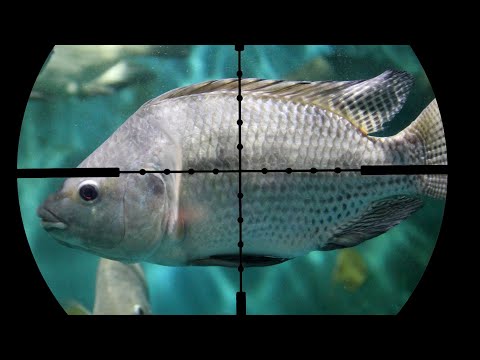 Airgun Fish Hunting