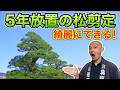 【1時間超え完全版】5年放置の松を剪定｜プロの判断と全工程をじっくり解説