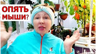 Как бороться с мышами? Топ 5 эффективных средств борьбы в доме и саду