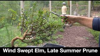 Wind Swept Elm, Late Summer Prune:  Dave's Bonsai E573