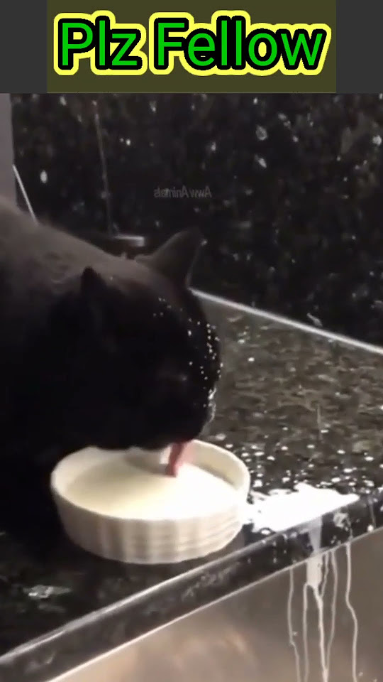 funny-cat-drinking-milk-cat-cute-funny-milk-kitten-ytshorts