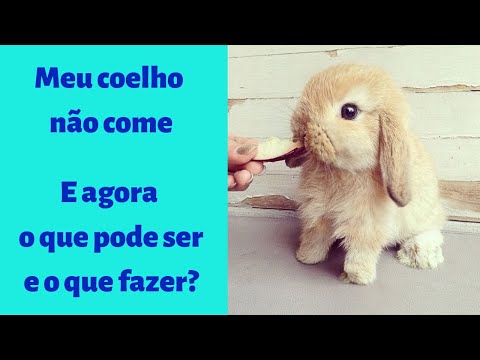 Vídeo: Perda De Apetite Em Coelhos