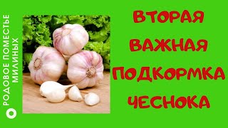 Вторая важная подкормка чеснока!