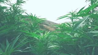 Cannabis Tourism Promo | Sun Kissed Cannabis | LMC Media