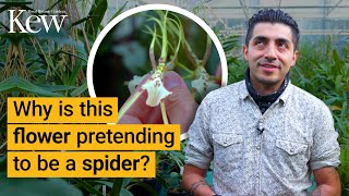 Sneaky orchids and their pollination tricks | Kew