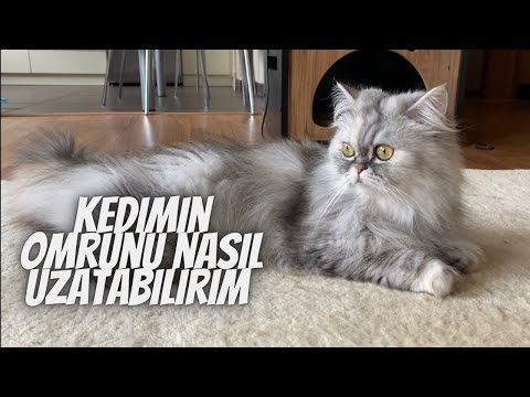 Video: Hattan Çekme Giysisinden Bir Köpek Durdurma