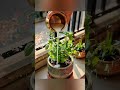 शाम के समय तुलसी माता में दीपक लगाने से पहले ध्यान दे ये नियम # गीता सार # vastu gyaan