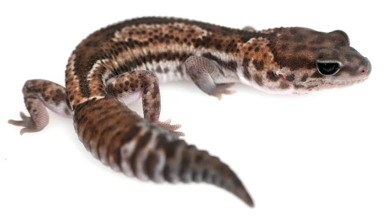 ヤモリたちに餌やりライブ - YouTube