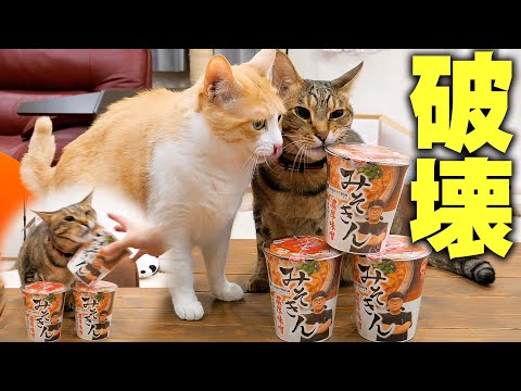 ヒカキンさんの「みそきん」を買ってきたら猫たちに破壊されました。。。