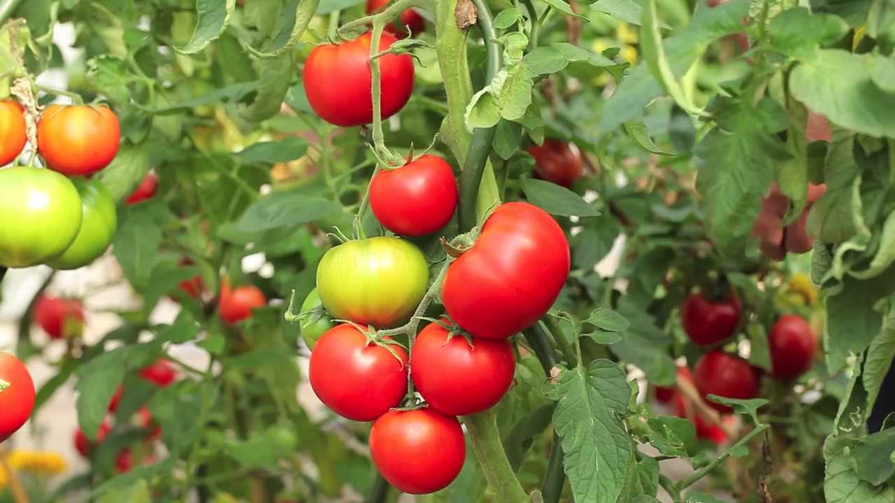 comment planter tomates greffees