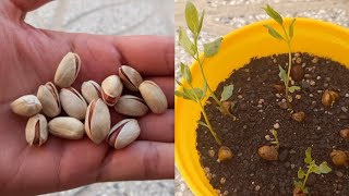 How to grow pistachio trees from pistachio fruits  with 100% success